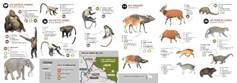This image is an infographic displaying various animal species found in Nouabalé-Ndoki National Park, categorized by "Flagship Species," "Small Monkeys," "Ungulates," and "Elusive Species," with information on their scientific and common names in French, Lingala, Bendi, Latin, and English, along with conservation status, size, and weight.