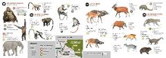 This image is an infographic displaying various animal species found in Nouabalé-Ndoki National Park, categorized by "Flagship Species," "Small Monkeys," "Ungulates," and "Elusive Species," with information on their scientific and common names in French, Lingala, Bendi, Latin, and English, along with conservation status, size, and weight.