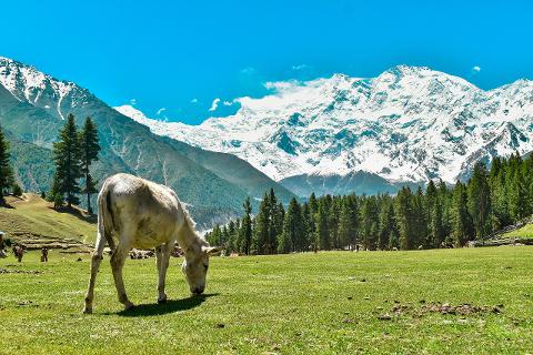 A donkey grazes in a lush green meadow against the backdrop of majestic snow-capped mountains and a clear blue sky.