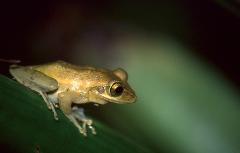 A golden tree frog is perched on a green leaf, looking to the right in its natural habitat.