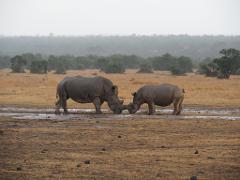 Two rhinos face each other in a grassy, wet field under a hazy sky, with trees in the distance.