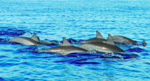 Exclusive trip to the Comoros: 11 days of exploration.