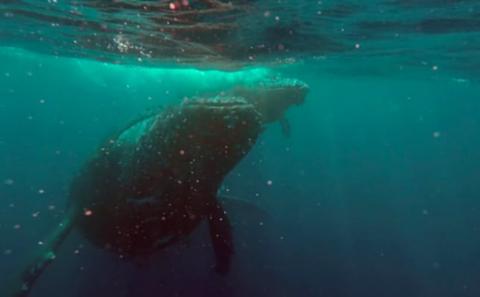 Exclusive trip to the Comoros: 11 days of exploration.