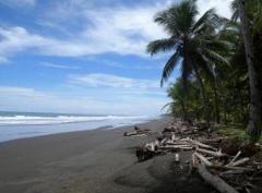 A tropical beach with black sand, palm trees, and driftwood under a blue sky with scattered clouds.