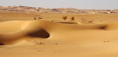 A vast, sun-drenched desert landscape features rolling sand dunes in the foreground, with scattered trees and distant sand dunes completing the arid vista.