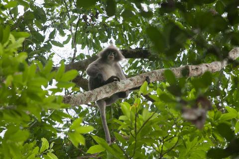A gray langur monkey sits on a tree branch, surrounded by lush green leaves, in a natural setting.