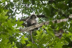 A gray langur monkey sits on a tree branch, surrounded by lush green leaves, in a natural setting.