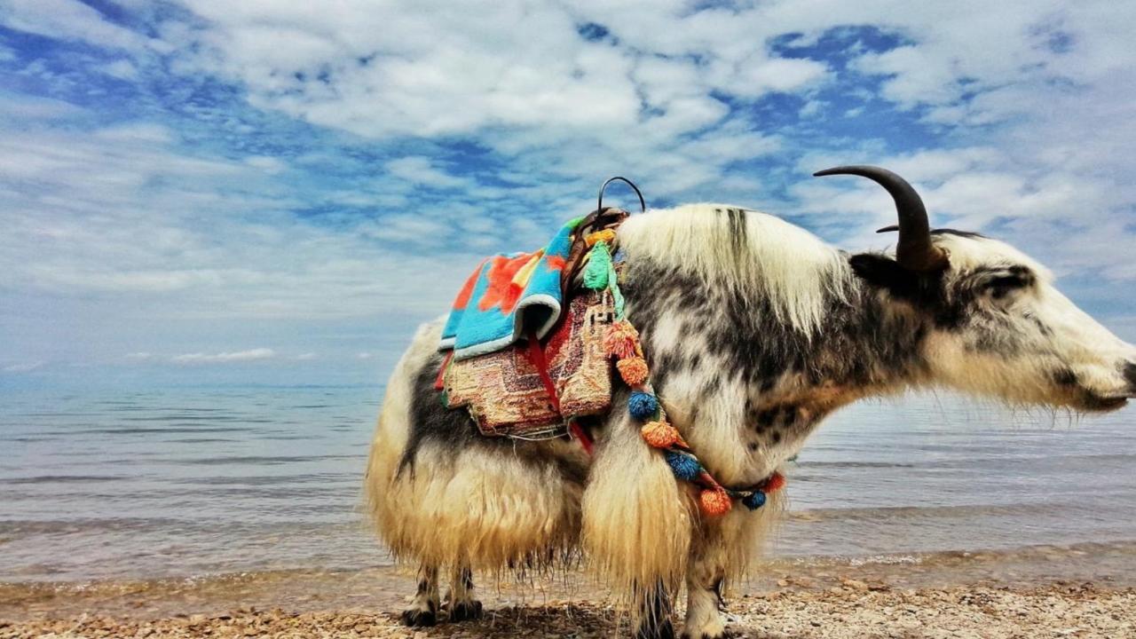 2-Day Xining Culture & Nature Tour: Qinghai Tibetan Culture Museum, Kumbum Monastery & Qinghai Lake
