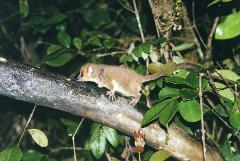 A small mouse lemur walks along a branch in a lush, green forest setting.