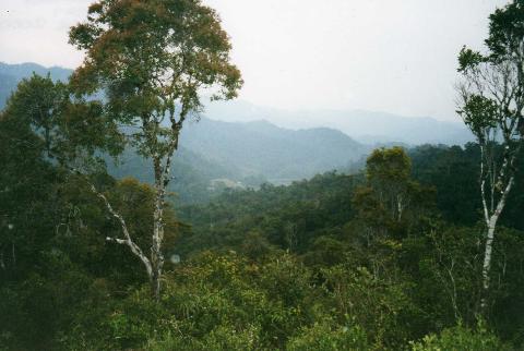 A scenic vista of a lush green forest blankets a valley, with misty blue mountains in the distance and tall trees framing the view.