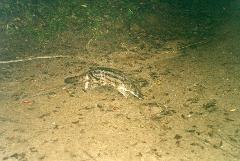 A civet-like animal, possibly a Common Genet, crouches on a dirt path in low light, with grass visible in the background.