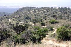 A winding dirt road traverses a grassy hillside with scattered trees and shrubs, leading towards distant hazy hills under a bright sky.
