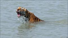 A tiger swims in the water with its mouth open, creating a splash.