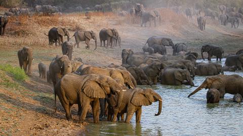 A herd of elephants gather at the edge of a watering hole in a dusty, sun-drenched landscape.