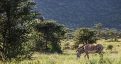 A Grevy's zebra grazes in a grassy field with trees and a distant mountain backdrop, while a large bird perches on the top of a tree.