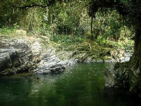 A lush, green jungle landscape featuring a tranquil river flowing between moss-covered rocks and dense vegetation, creating a serene and natural scene.
