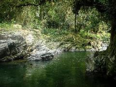 A lush, green jungle landscape featuring a tranquil river flowing between moss-covered rocks and dense vegetation, creating a serene and natural scene.