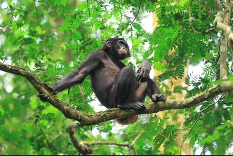 Searching for Bonobo in CongoDaniel's Intimate View of Lomami - Searching  for Bonobo in Congo