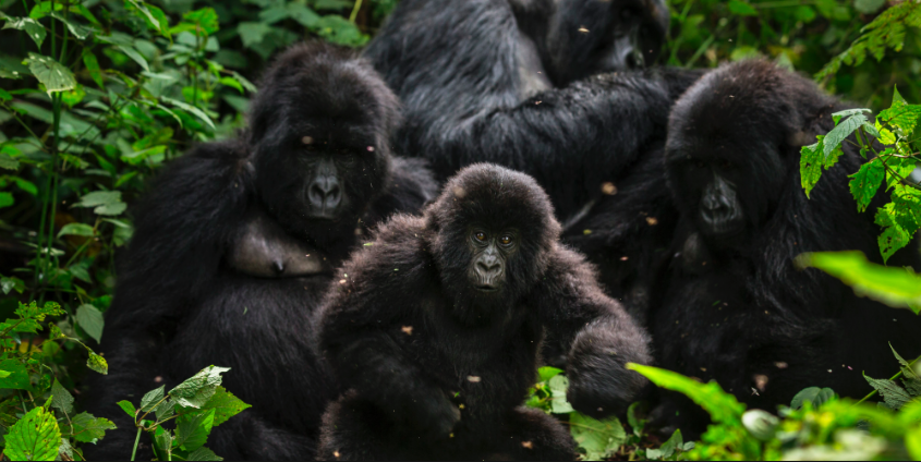 Virunga Mountain Gorilla Tour - 2 Day Overnight Tour from Goma (Permit Included)