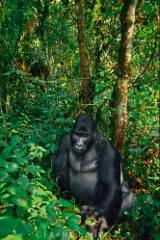 Kahuzi Biega National Park Safari - Wild Gorillas and Chimpanzees - Luxury Lodges