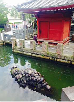 En traditionel bygning i japansk stil står ved siden af en dam med en klippeformation dækket af skildpadder, hvilket skaber et fredfyldt og malerisk landskab.