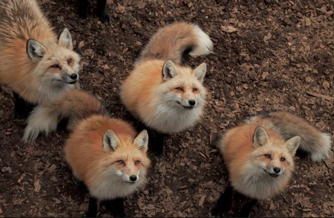 A group of four fluffy red foxes look up with curious expressions on a brown, earthy background.