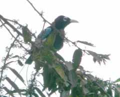 A vibrant blue-winged bird with a black body and light-colored beak perches amongst the leaves and branches of a tree.