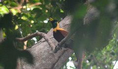 Goroka Bird of Paradise Watching (Birding Tour) A male Raggiana bird-of-paradise, with black chest, maroon wing coverts, yellow collar, green face and yellow beaks, sits on a tree branch.