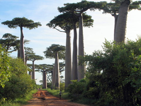 A row of majestic baobab trees lines a dirt road in Madagascar, with lush green vegetation on either side, creating a picturesque and serene scene.
