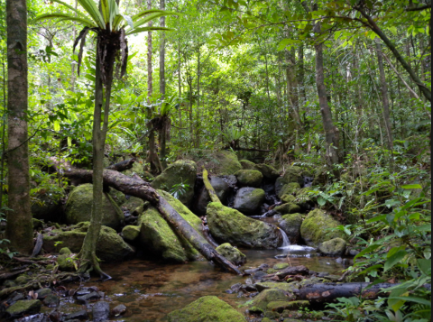 A lush rainforest scene featuring a shallow stream cascading over moss-covered rocks and fallen logs, with diverse vegetation including a distinctive tree fern in the foreground.