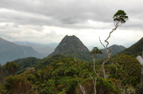 A lush mountain scene with a pointed peak, green forests, and a distinctive, gnarled tree in the foreground under an overcast sky.
