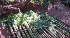 A makeshift platform constructed from bamboo poles and covered with ferns rests on the ground in a forest setting.
