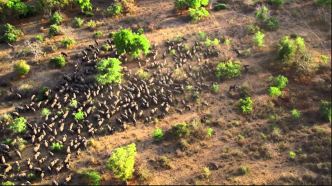 Aerial view of a large herd of wildebeest migrating across a grassy plain with scattered trees and shrubs.