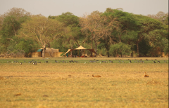 A grassy field with grazing animals and birds leads to a shaded camp nestled among trees.