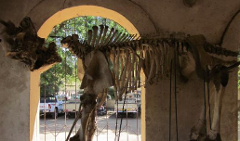 An old, weathered dinosaur skeleton is displayed behind a barred window in a stone archway.