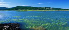 A tranquil lake with aquatic plants under a clear blue sky, bordered by lush green hills and dark rocky shoreline.