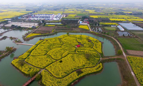 Aerial view of a vibrant yellow canola field island surrounded by water, connected by bridges, in a rural landscape with houses and farmland.
