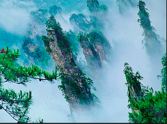 The image shows towering sandstone pillars adorned with greenery piercing through swirling mist in Zhangjiajie National Forest Park, China.