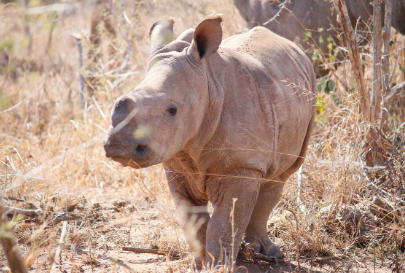 Swaziland Culture and Hlane National Park - 2 Days