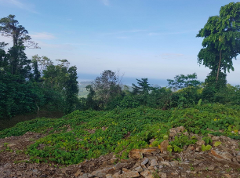 Lush green tropical landscape overlooking a coastline with blue sky.