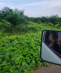 A lush tropical landscape with palm trees and dense green ground cover, captured from a vehicle's perspective, with a side mirror showing reflections.