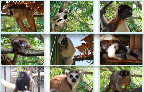 This image shows a collection of nine different lemurs in various outdoor settings, showcasing the diversity of these fascinating primates.