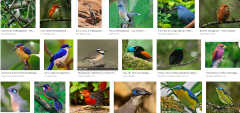 This image shows a collection of different birds, likely from Madagascar, displayed as search results or a gallery.
