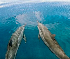 Comoros Islands: Anjouan Boat Trip and Snorkeling to the Salt Island with Dolphin Watching
