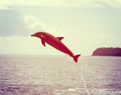 Comoros Islands: Anjouan Boat Trip and Snorkeling to the Salt Island with Dolphin Watching