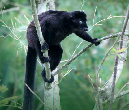 A black lemur with striking blue eyes perches on tree branches in its natural habitat.