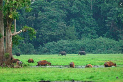 A lush green landscape featuring a mix of wildlife: African forest buffaloes wallowing in a waterhole and elephants grazing in the distance, all set against a backdrop of dense forest.
