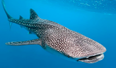 A whale shark, characterized by its unique spotted pattern, swims gracefully in the ocean.