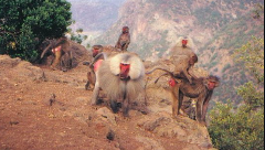 A group of baboons, some with bright red faces and rumps, are standing on a rocky outcrop overlooking a mountainous landscape.