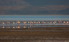A scenic view of a flock of pink flamingos wading in a shallow lake with mountains in the background.